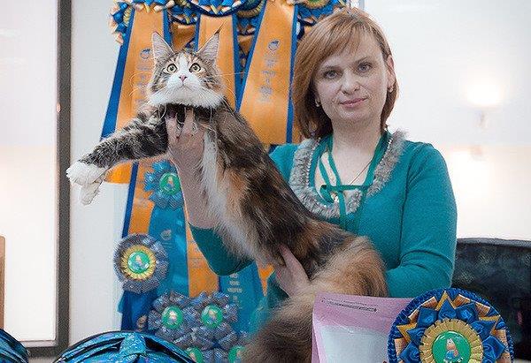  Международная выставка кошек «Кошки — это любовь»